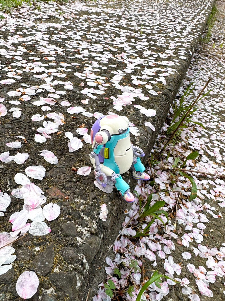 kobax27's tweet photo. 夜の雨で大分散ってしまったよー

#メカトロウィーゴ https://t.co/jtFRNlhckd