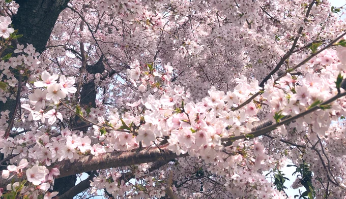春だね 