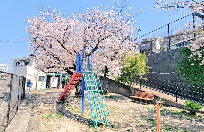 色づく世界の明日から東山公園🌸#色づく世界の明日から 