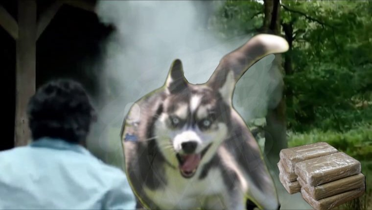 Don't let your dog watch #CocaineBear 

I ended up with #CocaineWolf