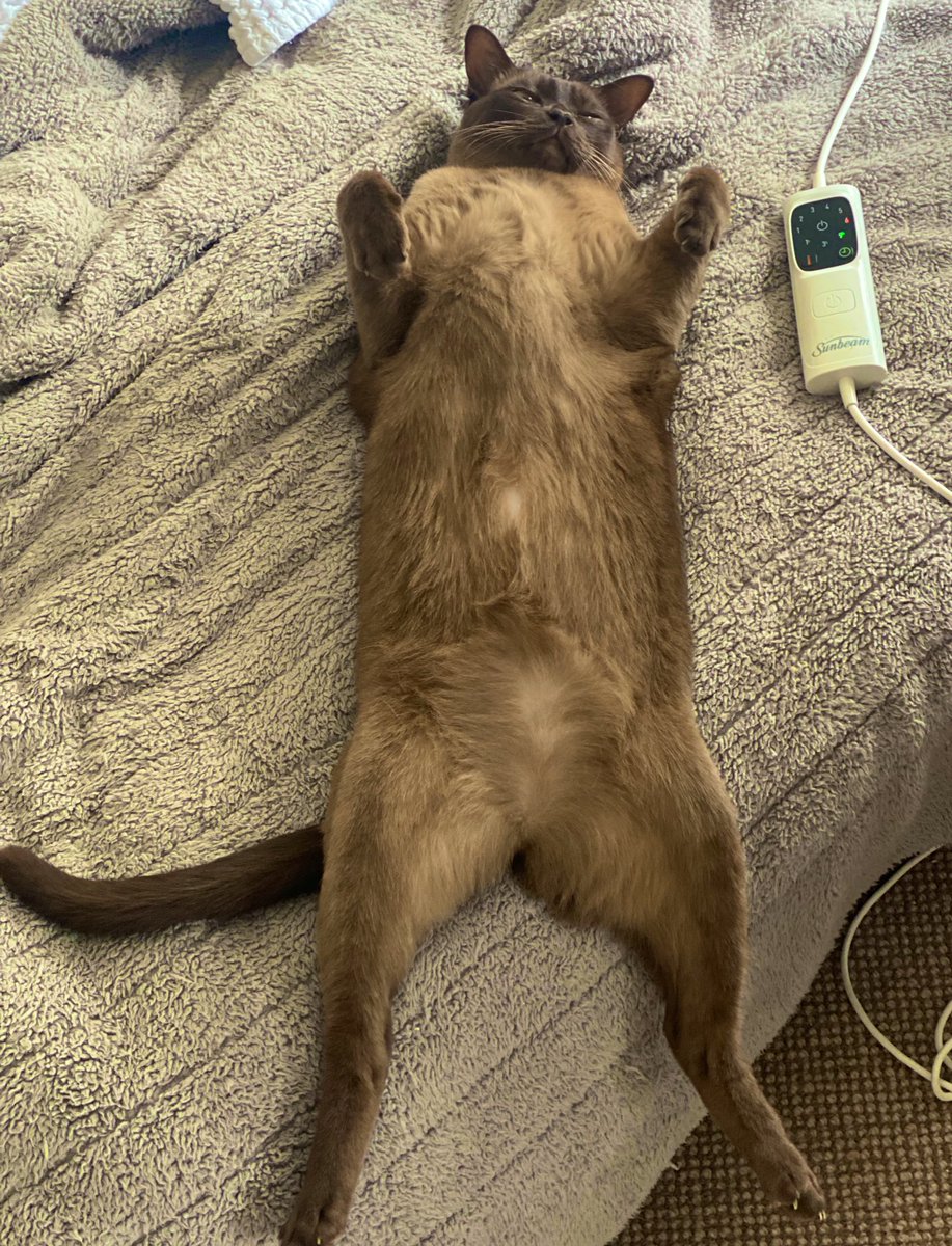 theburmesecat's tweet photo. Hectic Sunday in progress!! #cats  #Sunday https://t.co/FbTRxzu9Np