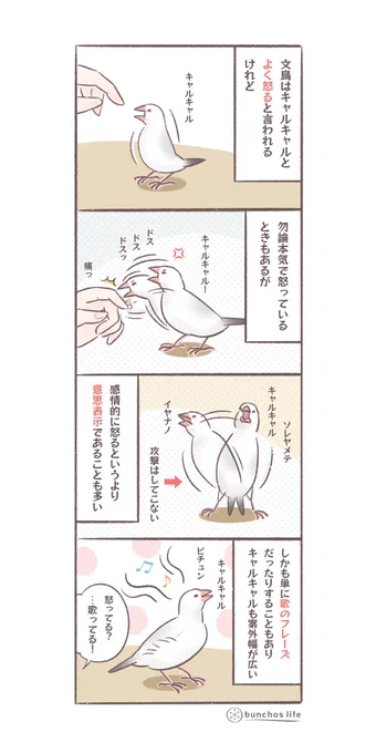 文鳥がキャルキャル言ってもさほど怒っていないときもある
#文鳥 
#4コマ漫画 