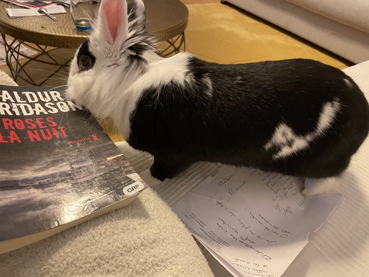 sevelaure's tweet photo. Lapin se détendant avec polar islandais #Stace https://t.co/odies5Yg48