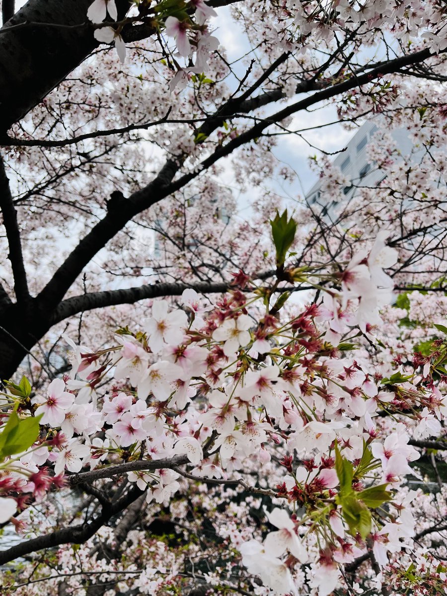ポートレイト撮影、桜まだ咲いてて良かったです🌸
ご依頼ありがとうございました♡ https://t.co/nnK0Fq0kjN