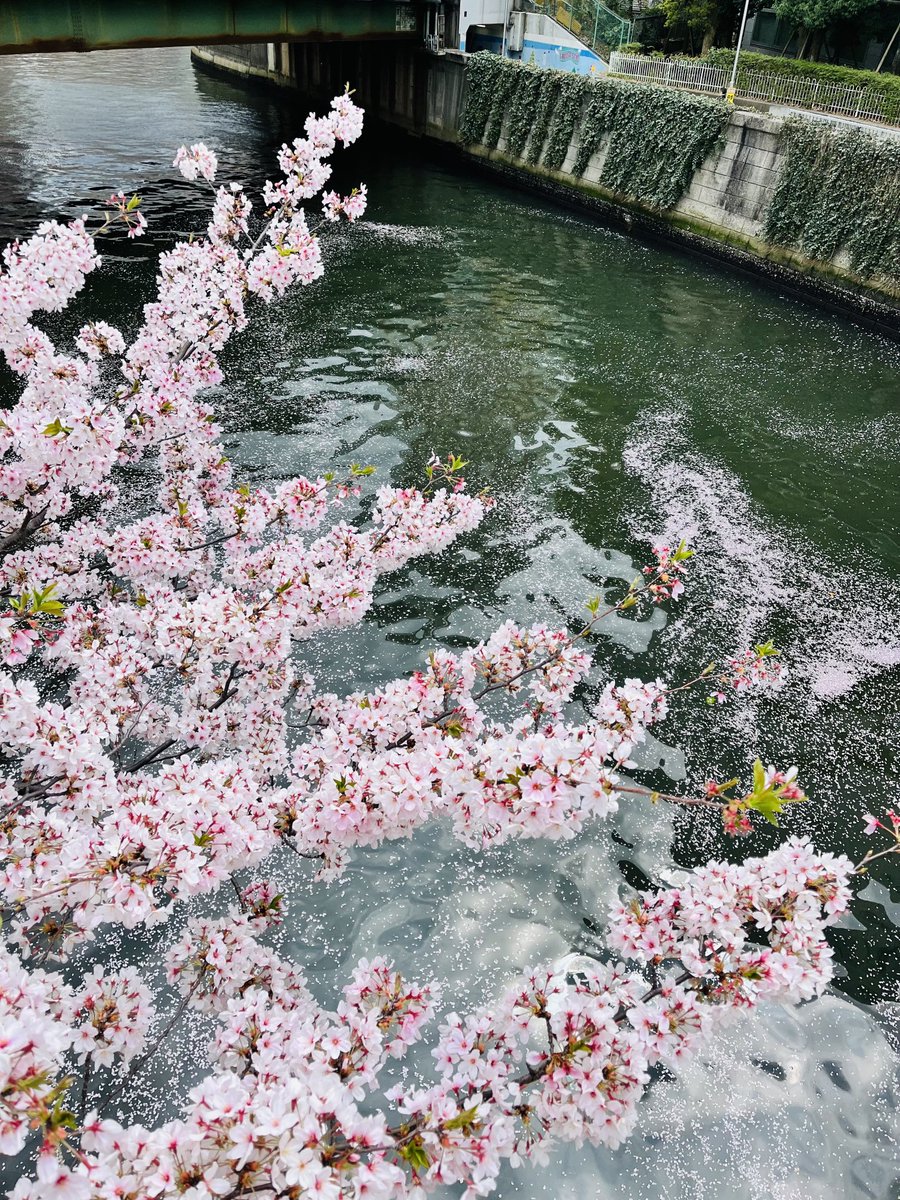 ポートレイト撮影、桜まだ咲いてて良かったです🌸
ご依頼ありがとうございました♡ https://t.co/nnK0Fq0kjN