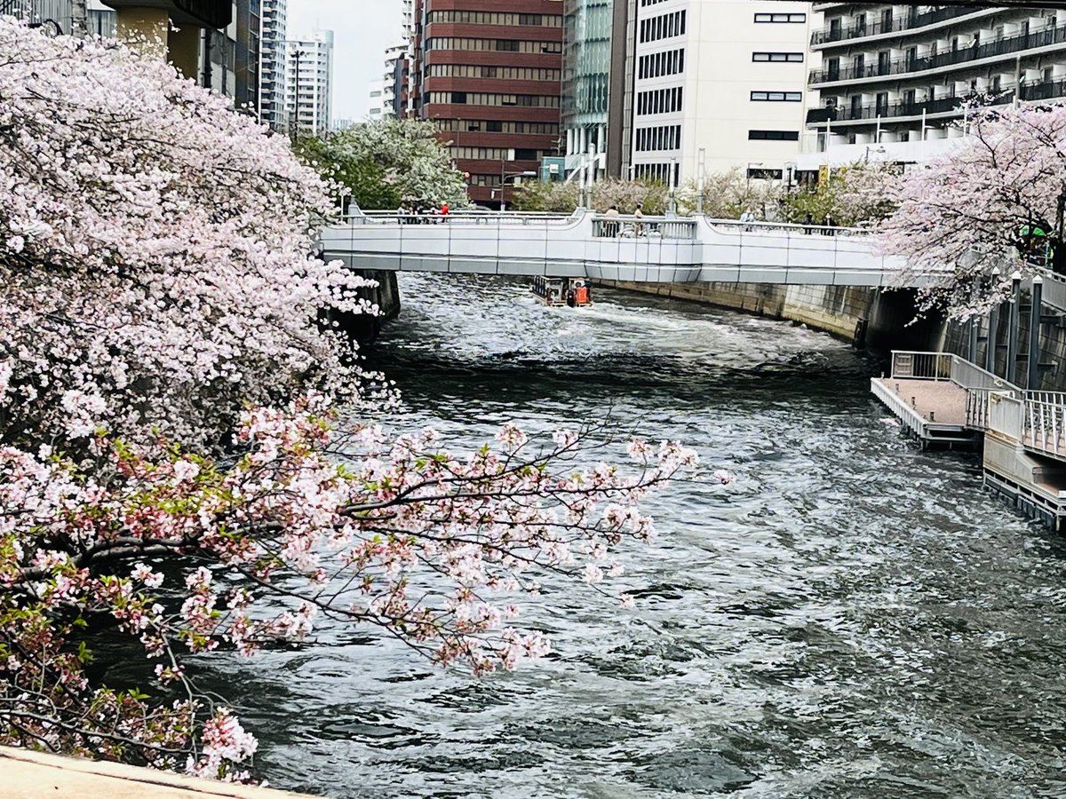 ポートレイト撮影、桜まだ咲いてて良かったです🌸
ご依頼ありがとうございました♡ https://t.co/nnK0Fq0kjN