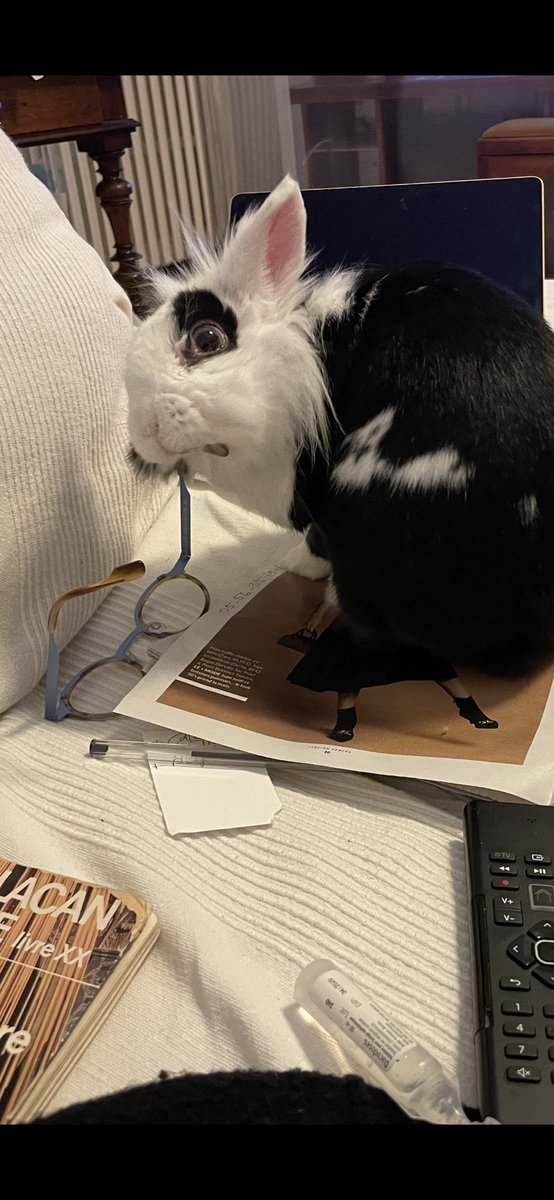 sevelaure's tweet photo. Lapin chaussant ses lunettes pour lire LACAN #Stace https://t.co/Dt9CAmxrp5