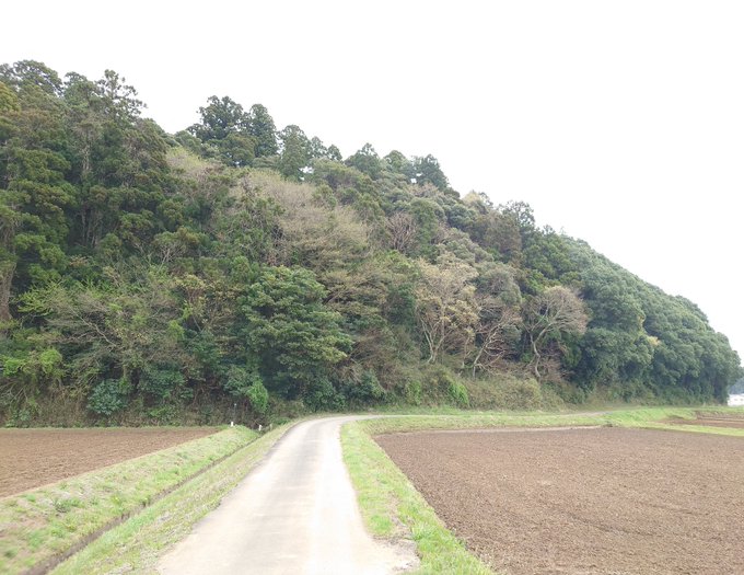 トトロに出てきそうな森 