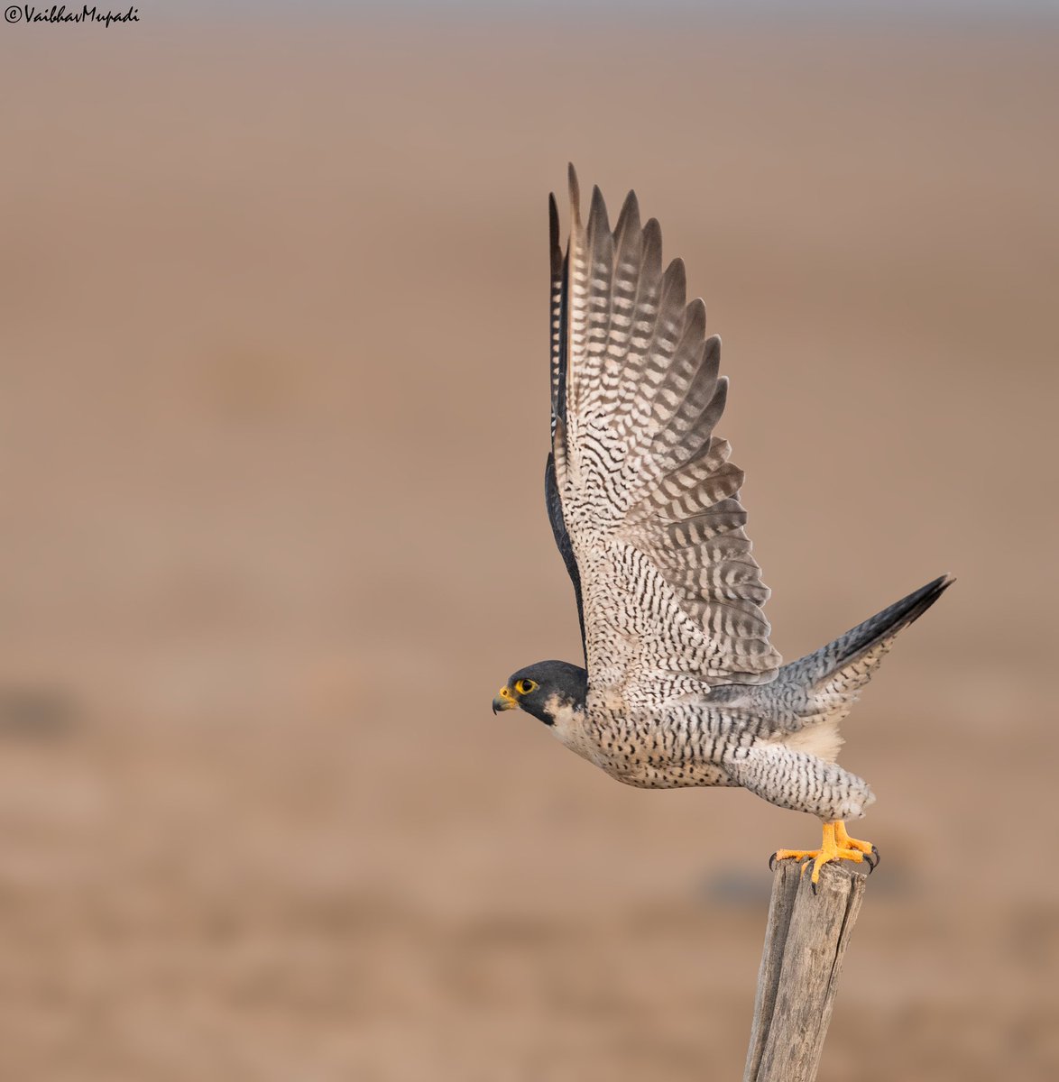 im-wildvaibhav tweet media