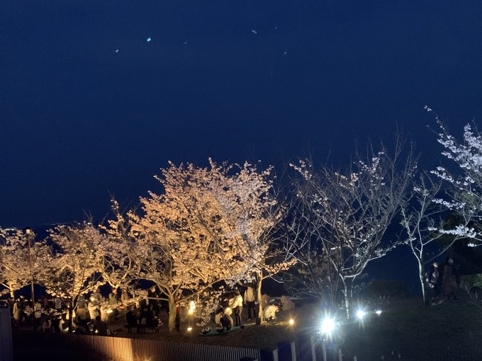 敦盛桜🌸行ってきました！ライトアップの色のグラデーションが良い感じに撮れて楽しかったです、薄桜鬼とか思いだしたよね。敦盛