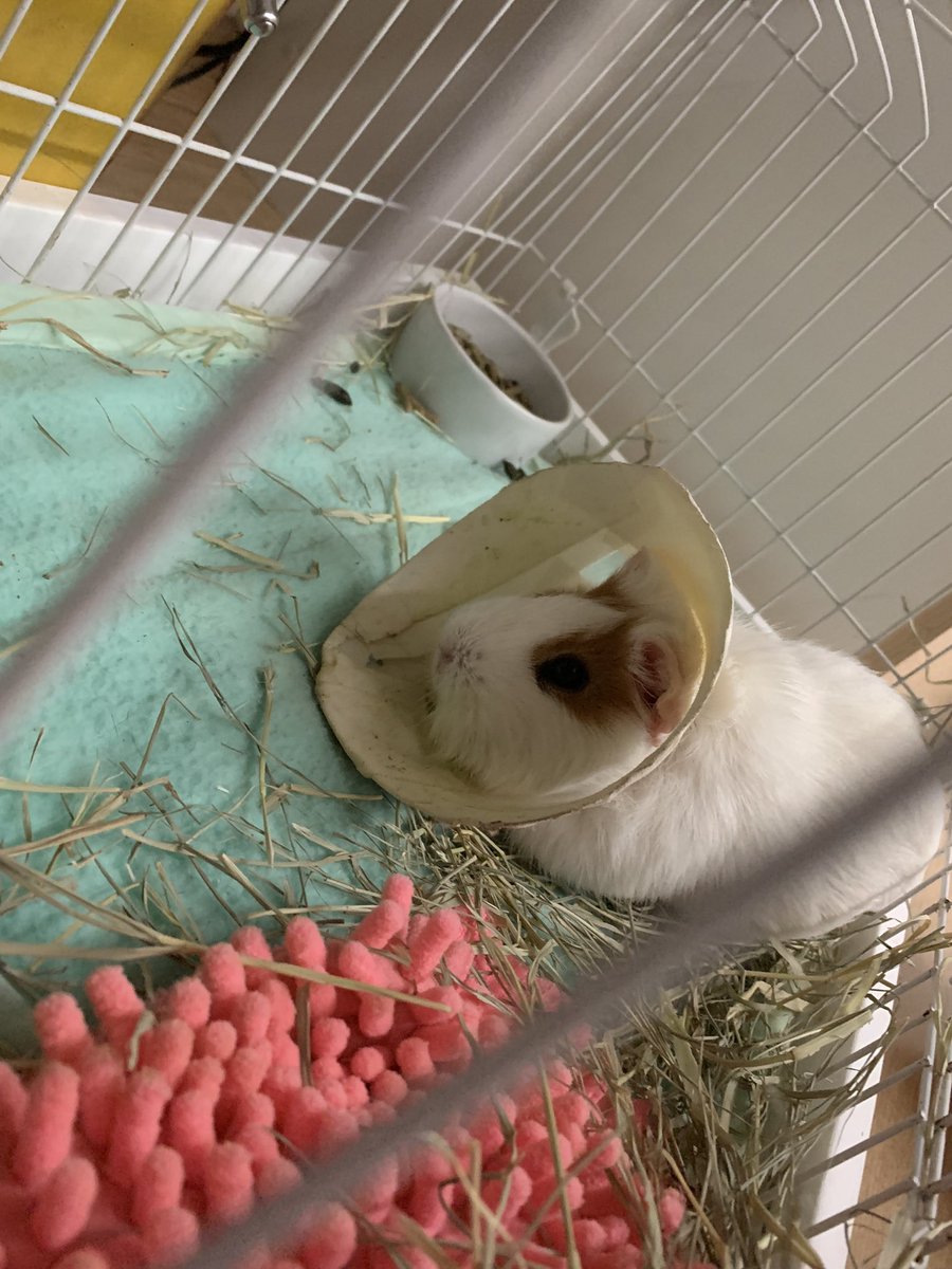 Naflavia tweet media