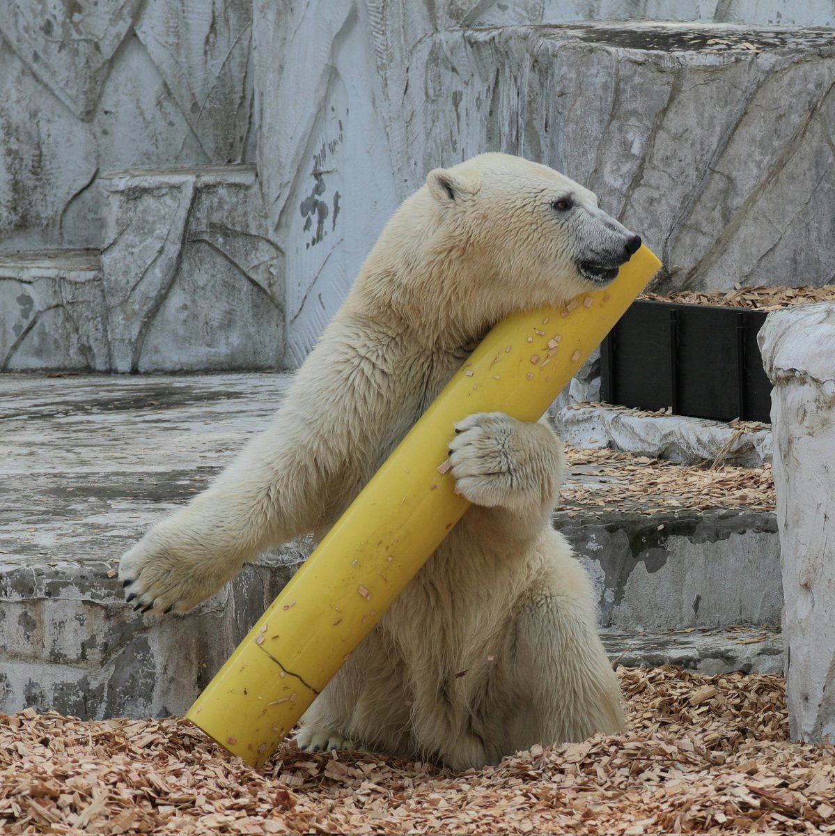 ksk_no_suke's tweet photo. ガス管を抱え込む姿が可愛らしいフブキ✨
📷2023.4/2
#東山動物園 #ホッキョクグマ #フブキ https://t.co/QfB3GrbtfD