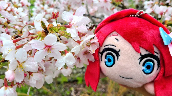 さくらちゃんとお花見…  