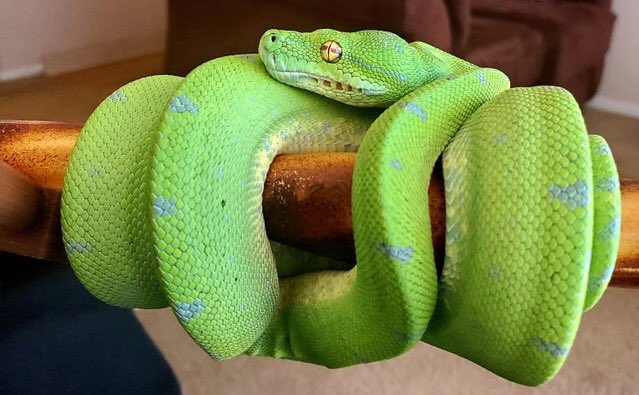 Green tree python