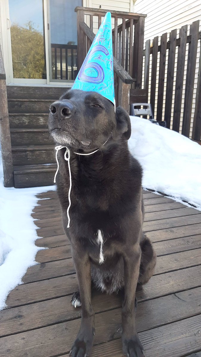ultimatelygary's tweet photo. Guess who turned 6 years old today? Happy Birthday Frankie! You are the sweetest furry boy! #AdoptDontShop https://t.co/Czqu3Nv9cI