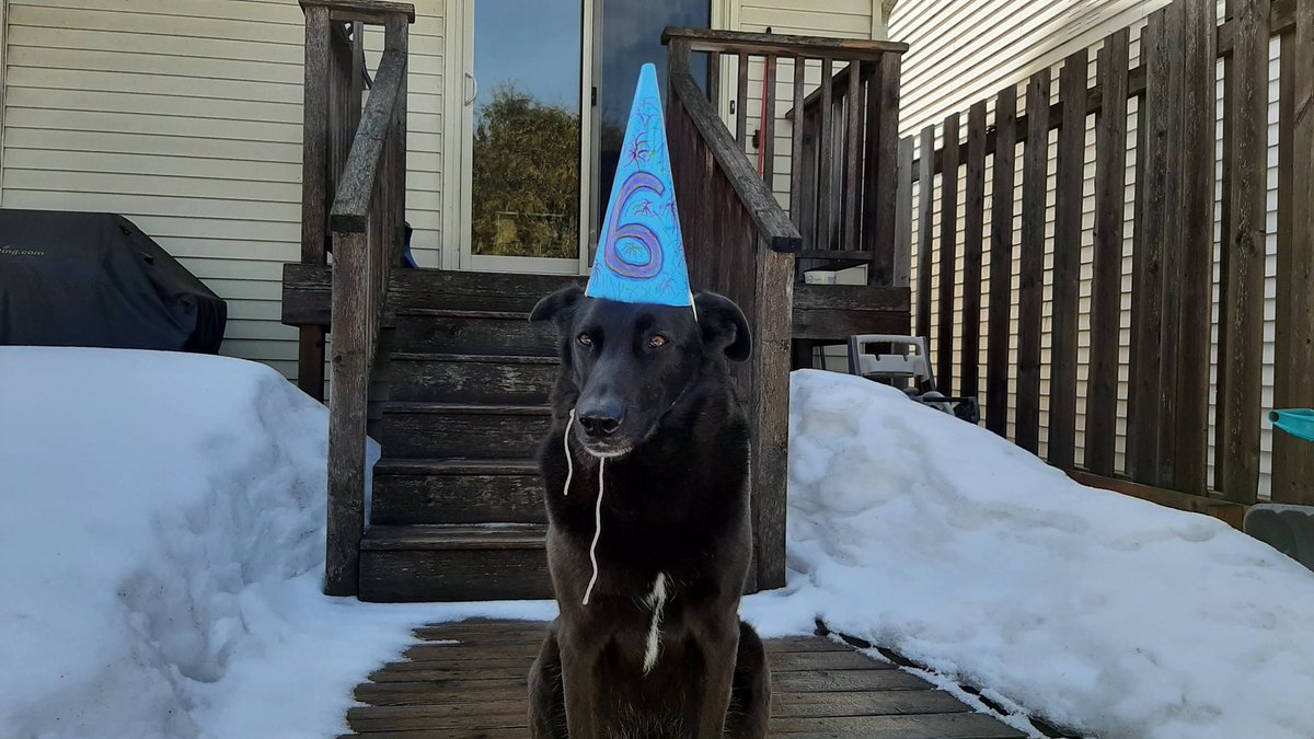 ultimatelygary's tweet photo. Guess who turned 6 years old today? Happy Birthday Frankie! You are the sweetest furry boy! #AdoptDontShop https://t.co/Czqu3Nv9cI