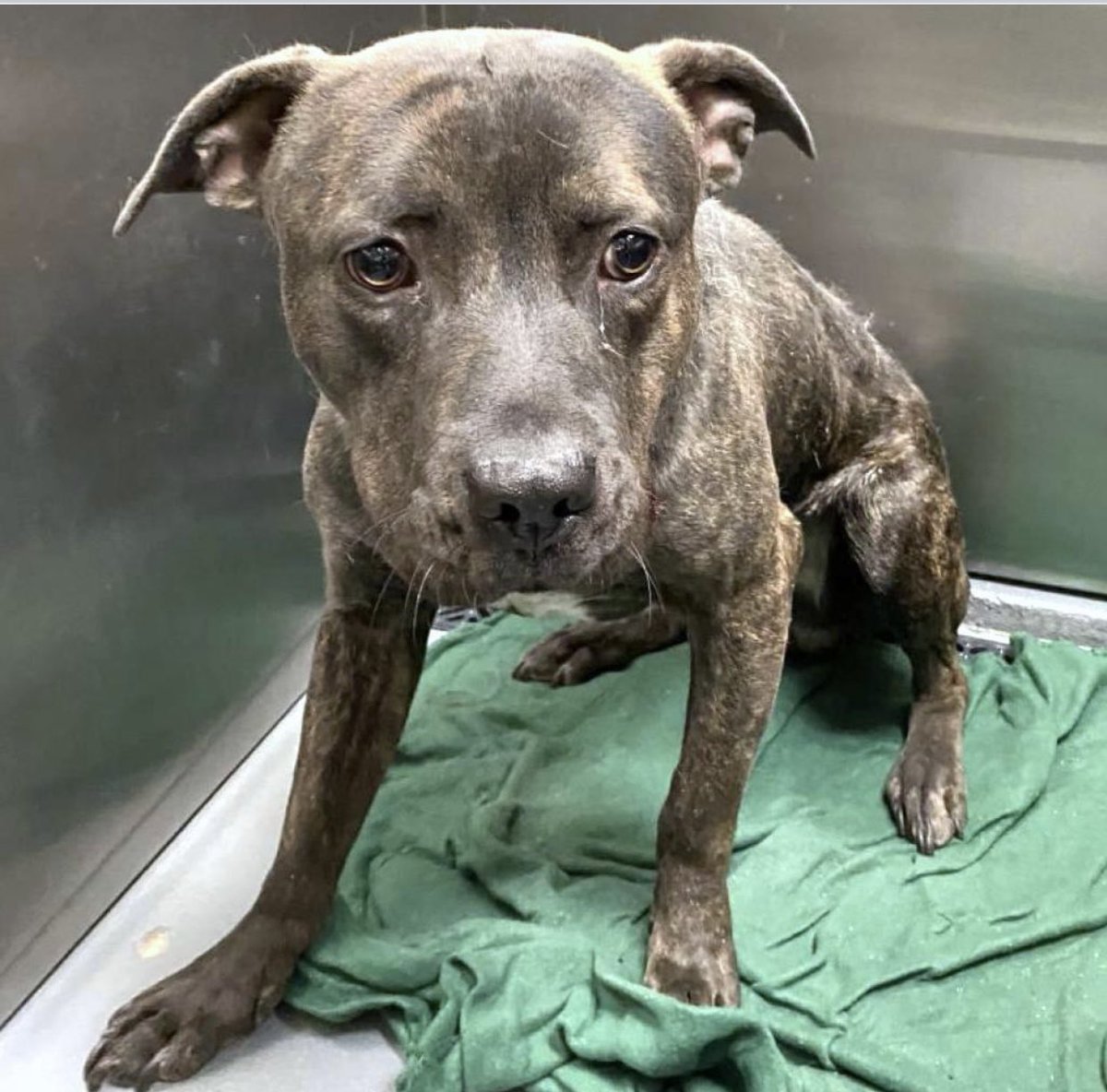 #TN #MEMPHIS
🆘FINAL PLEA🆘Turnip 18mo boy - A Sweet fella who did well in playgroups-friendly &amp; social but preferred sniffing on his own than playing. OVERLOOKED IN A PACKED SHELTER💥DIES 4/5 Pls be his hero🙏🏻🔹Adopt🔹Pledge🔹Rescue
🔹Foster #MASA22042 
m.facebook.com/story.php?stor…