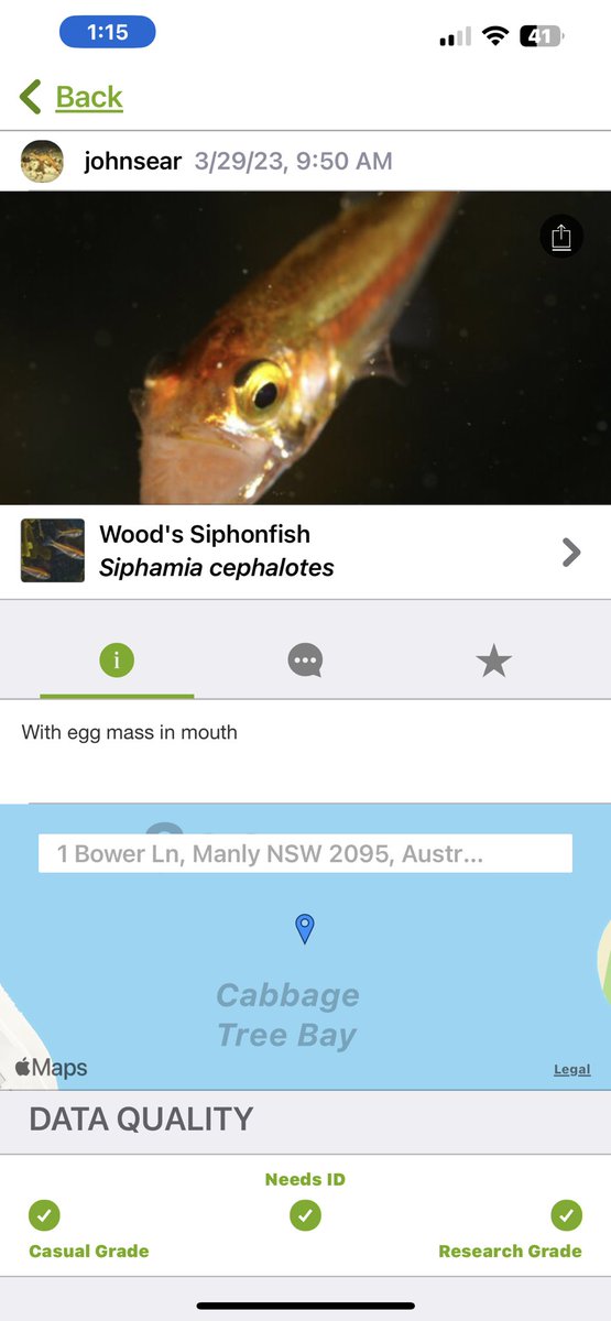108Oceans's tweet photo. For someone doing exploratory work on  relatively little known species, @inaturalist has been an invaluable resource for connecting with local experts who know exactly, and I mean exactly 😅 where to find them, leading to several successful collections. 
#tinyfish #exploration https://t.co/X2sk1MIHxi