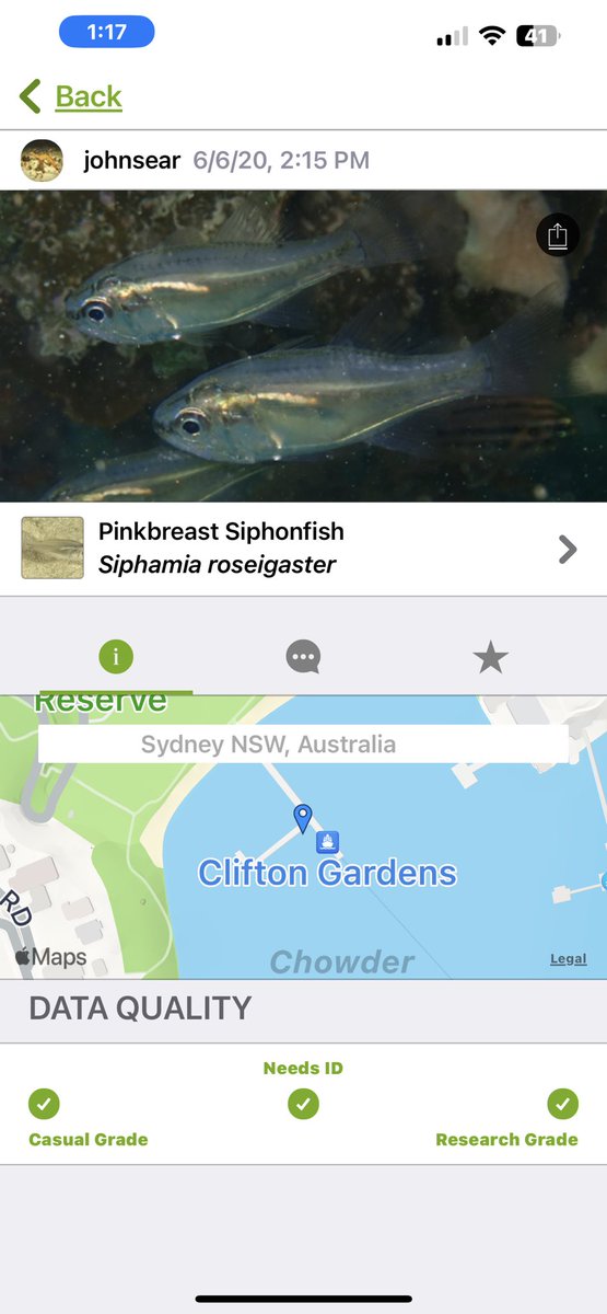 108Oceans's tweet photo. For someone doing exploratory work on  relatively little known species, @inaturalist has been an invaluable resource for connecting with local experts who know exactly, and I mean exactly 😅 where to find them, leading to several successful collections. 
#tinyfish #exploration https://t.co/X2sk1MIHxi