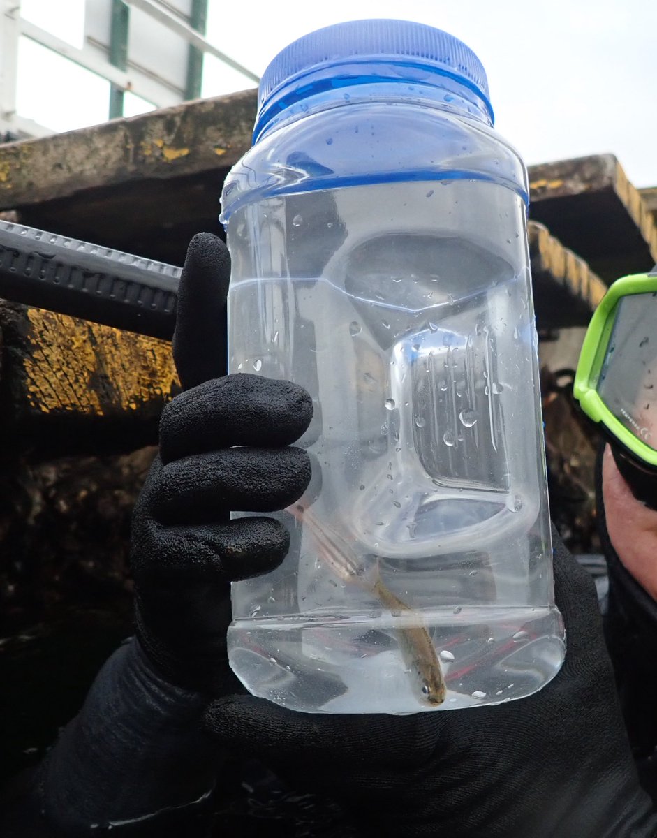 108Oceans's tweet photo. For someone doing exploratory work on  relatively little known species, @inaturalist has been an invaluable resource for connecting with local experts who know exactly, and I mean exactly 😅 where to find them, leading to several successful collections. 
#tinyfish #exploration https://t.co/X2sk1MIHxi