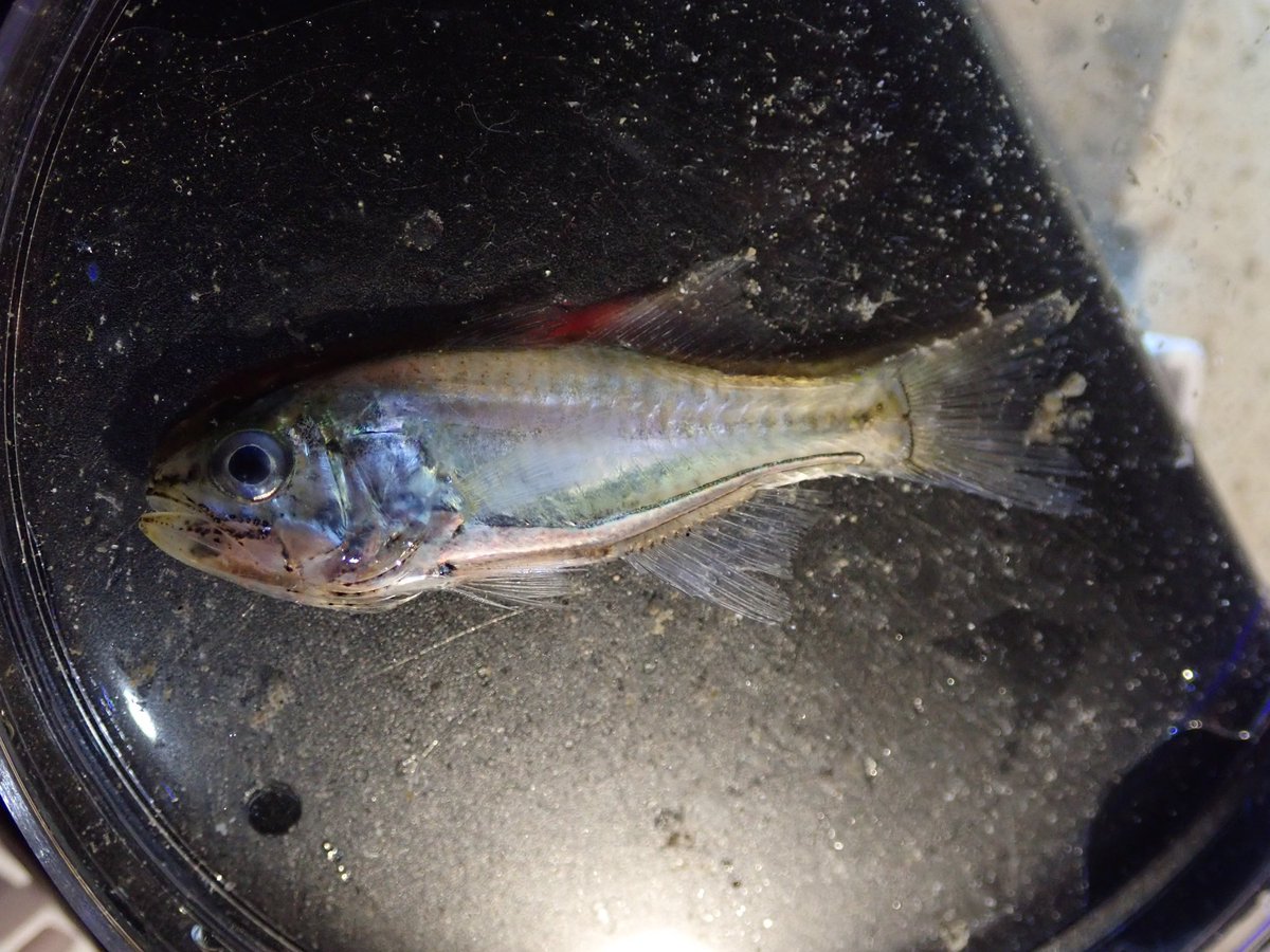 108Oceans's tweet photo. For someone doing exploratory work on  relatively little known species, @inaturalist has been an invaluable resource for connecting with local experts who know exactly, and I mean exactly 😅 where to find them, leading to several successful collections. 
#tinyfish #exploration https://t.co/X2sk1MIHxi