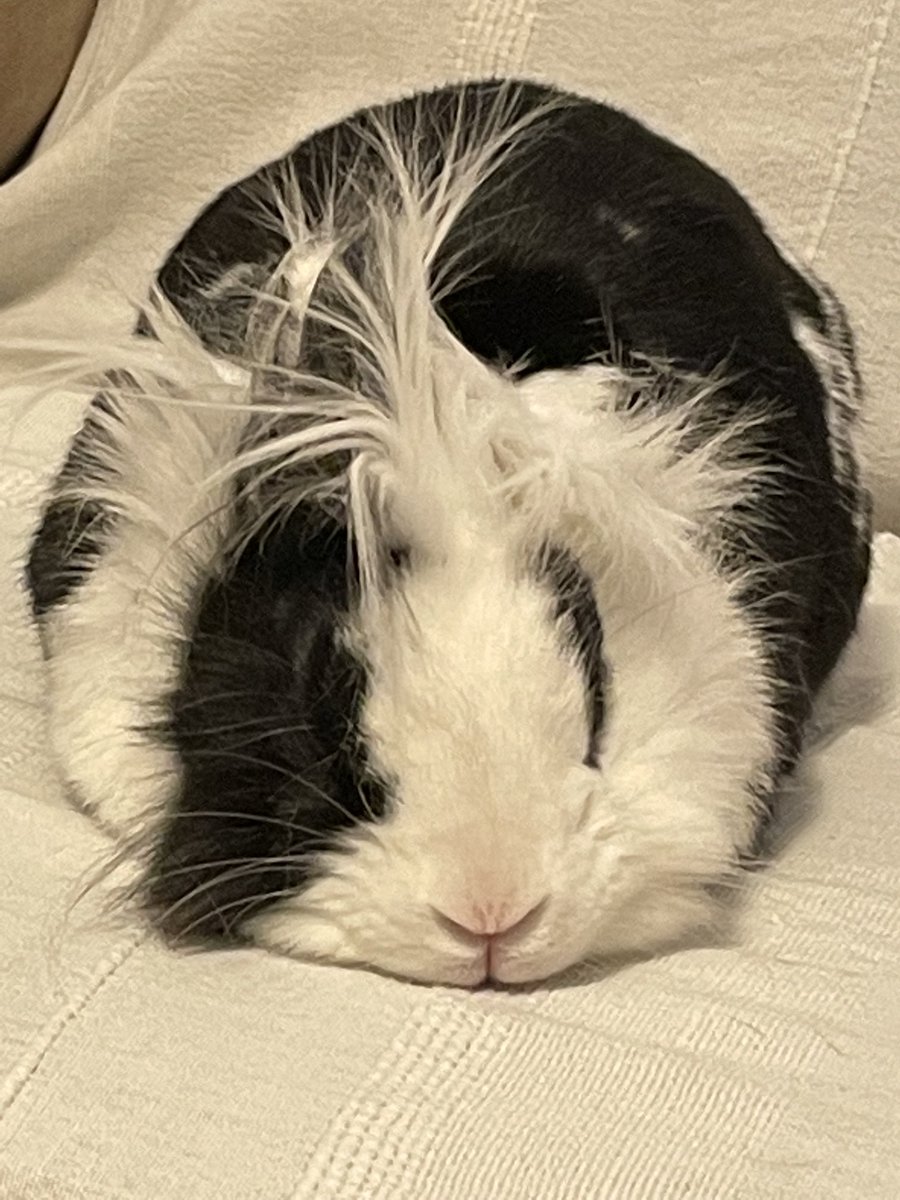 sevelaure's tweet photo. Lapin d’insomniaque !
#Stace
Jeff se lève, et je peine à m’endormir #stace https://t.co/3iY9qNI4Vt