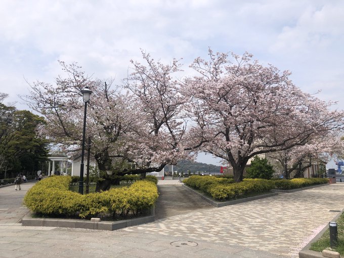 #横須賀 #たまゆら #tamayura #汐入 アニメたまゆら 花見巡礼開始ヴェルニー公園の風景はすっかり変わってしま