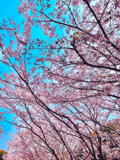 終わりがけだけど桜見られた〜!可愛い 