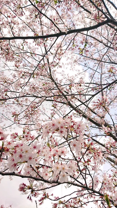 滑り込みでお花見してきた〜!! 