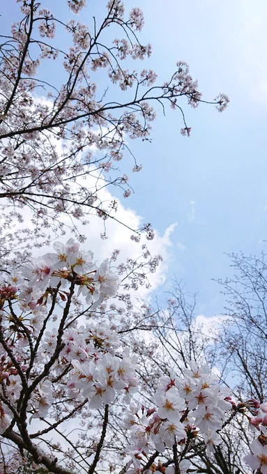 滑り込みでお花見してきた〜!! 