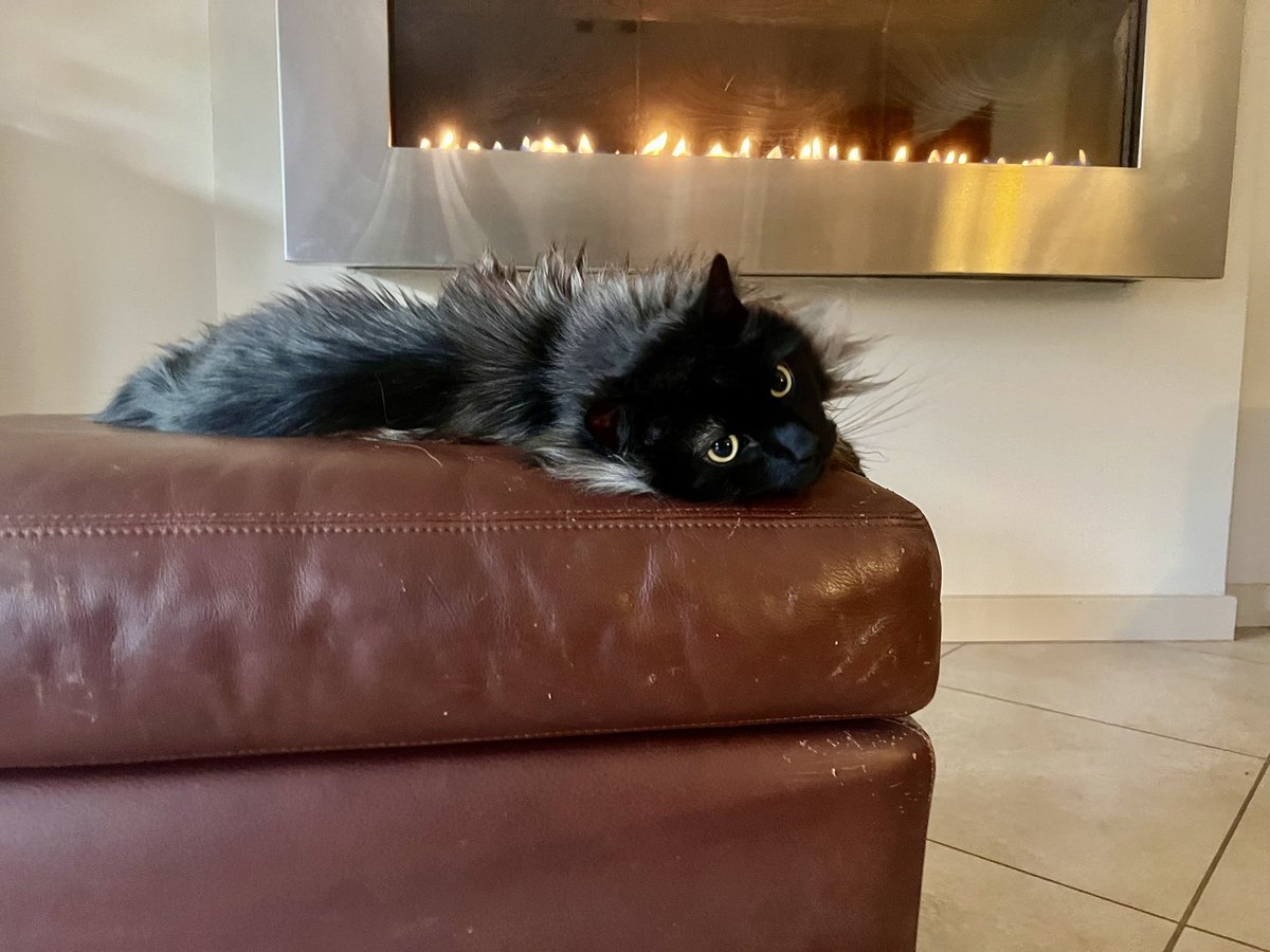 You say it’s #Caturday?  When you’re warm and comfy, every day is #Caturday!