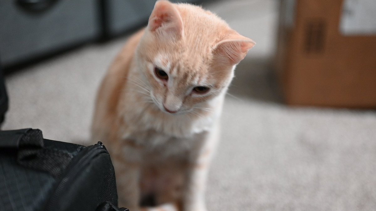 mewocos's tweet photo. new lens came in :o https://t.co/1oSZUUb8lT