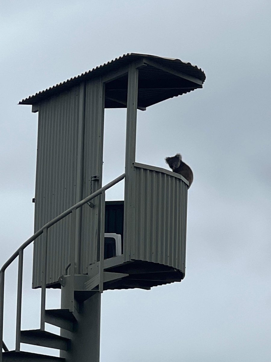 Meanwhile at Kangaroo Island Racing Club <a href="/RSAStewards/">Racing SA Stewards</a> <a href="/RacingSA/">Racing SA</a> <a href="/SealinkKI/">SeaLink Kangaroo Is.</a>