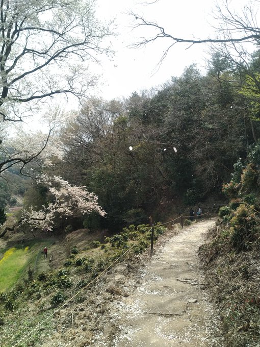 桜の「たまゆら」なので。 