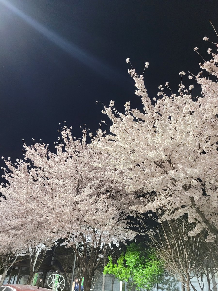 나두 벚꽃 보러 놀러 가고 싶ㅍ다~ 스카 갔다가 집 오는 길에 너무 잉엥엑하면서 찍어서 그런지 이상하군🙄

#이거봐남준아_널위한벚꽃이야
#아미들의벚꽃_남준이가봤으면좋겠다
#RM #Namjoon #Indigo #IndigoByRM 
<a href="/BTS_twt/">방탄소년단</a>