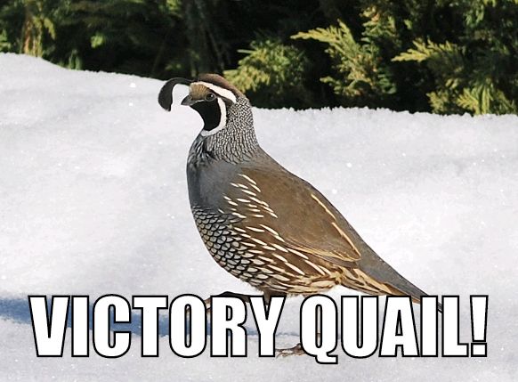 VictoryQuail's tweet photo. Another #VictoryQuail sighting in Sacramento as the #RepublicFC dominates Louisville Who? FC in #SACvLOU! #USLChampionship https://t.co/AhDYGPmEPd