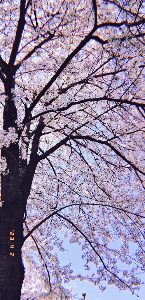 tree cherry blossoms outdoors scenery sky day blue sky  illustration images