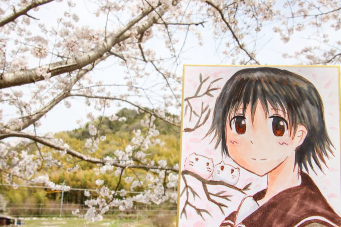 【今年も桜が咲いたよ、なので。】ぽってのお父さんが植えた桜が、今年も満開になったよ。なので。#絵描きさんと繋がりたい#た