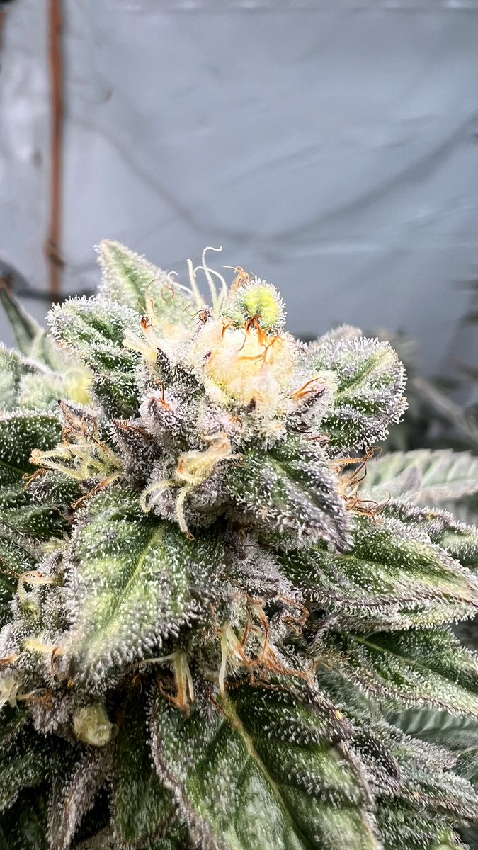 literally the only thing keeping me sane right now.. every day is for sure a struggle, if i didnt have my lil garden to come home to. i probably wouln’t be here tweeting this. crazy how much this keeps me here.. :/.. #Mmemberville #420community #depression #CannabisCommunity