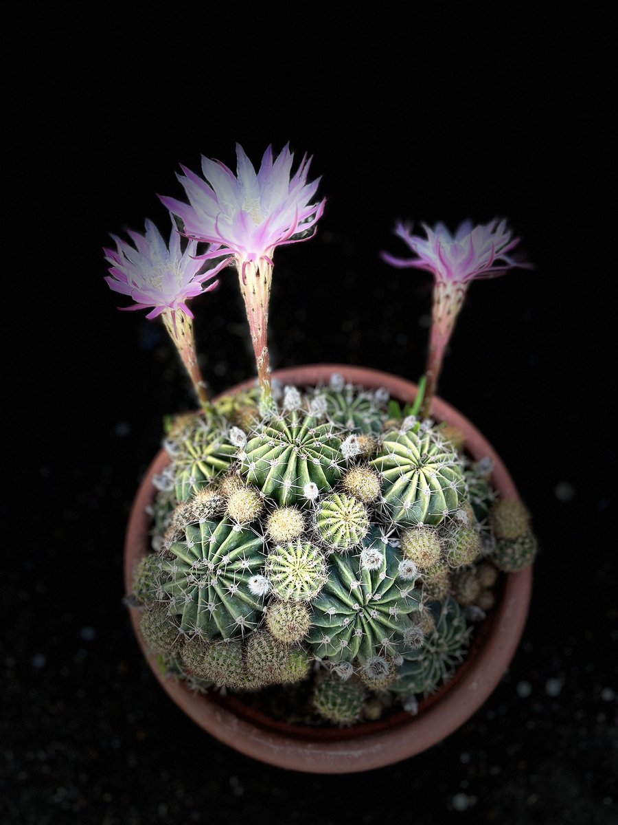 iamkrishandev's tweet photo. Reach for the star, even if you have to stand on a cactus. https://t.co/CgznGfNsBZ