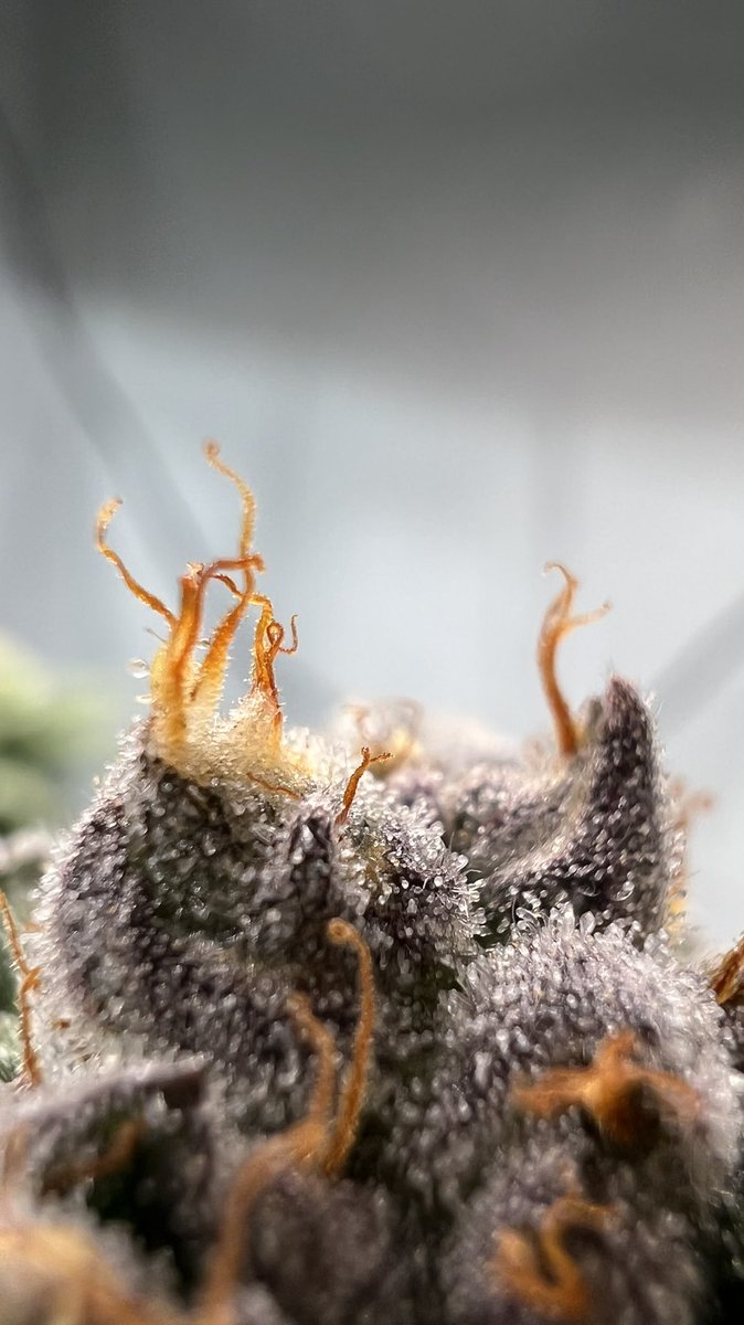 crazy how something so delicate can do so much.. #closeup #Mmemberville #420community #CannabisCommunity #GrowingTogether #selftaught #420Life #flowers