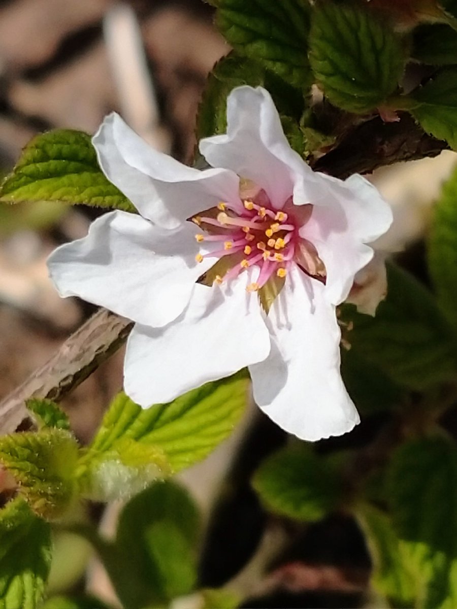 Lot415's tweet image. ウメモドキが咲いています。#ウメモドキ #花