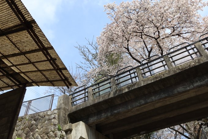 今日は飯田で、咲-Saki-の舞台を巡っていた。写真は、咲-Saki-13巻表紙のところ。ちょうど桜が咲いていた。 