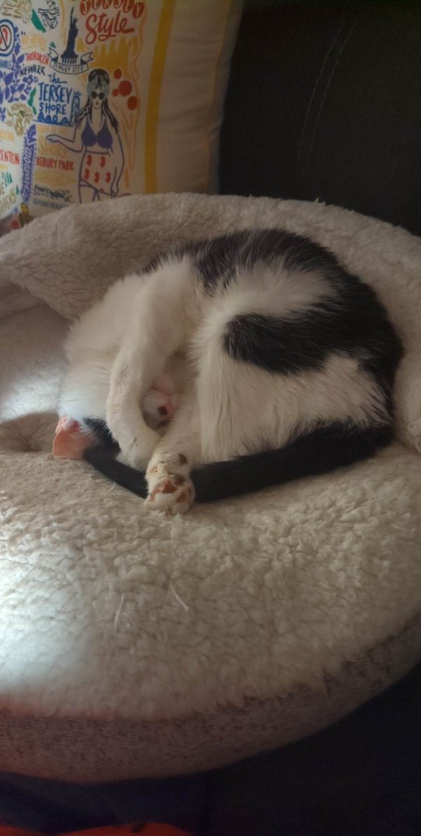 Tempura is not amused I'm still up and reading... In her spot on the couch no less. #TempuraCat #BlackAndWhite #CatsOfTwitter #MyOldLady #AdoptDontShop #ToeBeans