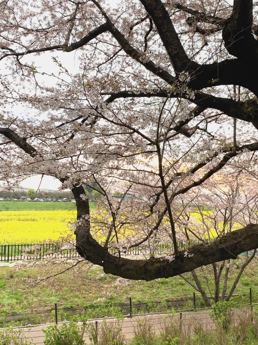桜やはり先週が見頃だったなーという感じ 