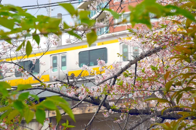 新しいカメラで花見してきました。 