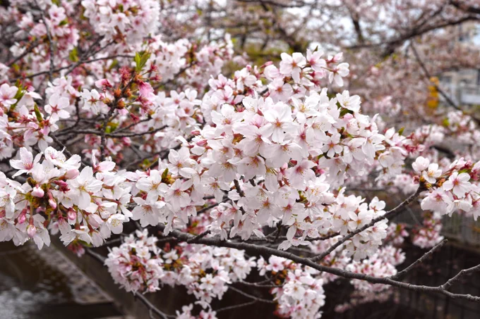 新しいカメラで花見してきました。 