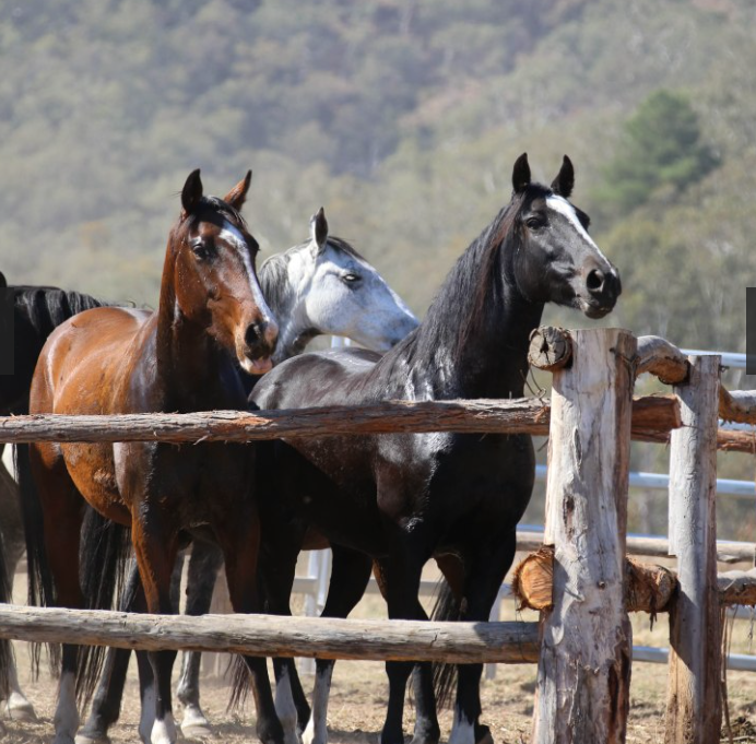 Don’t miss it! The Man from Snowy River Bush Festival 2023🐴

A huge program of events including horse, dog and car shows, music and more. 

📆 13-16 April
📍  Corryong Recreation Reserve
Grab your ticket 👉 bit.ly/3GcgoZk

#mfsr2023 #corryong #visitalburywodonga
