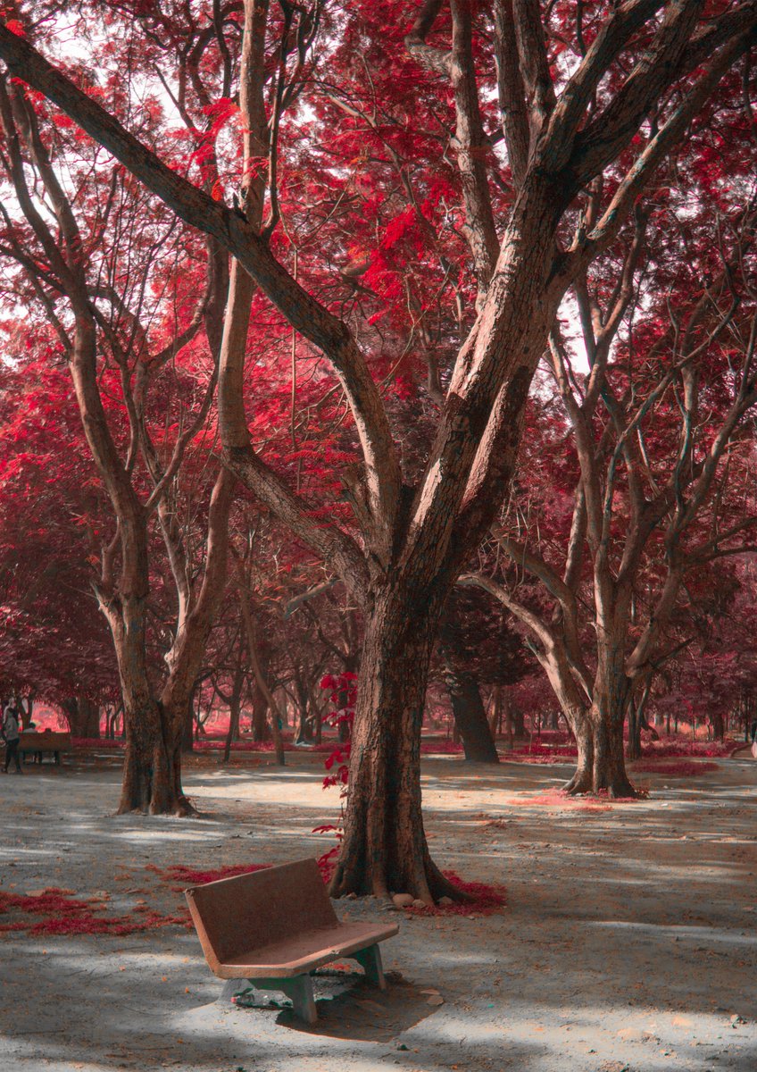 thedivtagguy's tweet photo. I found older work today while cleaning up some folders, its been a while since I shot anything on infrared. All of these are in Karnataka, in order: Cubbon Park, Sagara and St. Mary's Island. https://t.co/2bm3cDuUFs