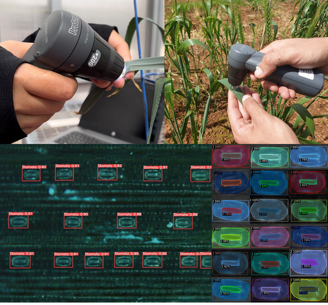 Abdeljalil Elhabti (@a_elhabti) on Twitter photo Not an April Fool, this is now possible!
Our rapid method for stomata phenotyping is published! It combines live imaging of leaves using a handheld microscope with automated image analysis, making stomata phenotyping fast and fun!
<a href="/theGRDC/">GRDC</a> <a href="/AgrifoodUoA/">Agrifood & Wine Uni of Adelaide</a> <a href="/waiteresearch/">Waite Research Institute</a> <a href="/TheAIML/">Australian Institute for Machine Learning</a> Not an April Fool, this is now possible!
Our rapid method for stomata phenotyping is published! It combines live imaging of leaves using a handheld microscope with automated image analysis, making stomata phenotyping fast and fun!
<a href="/theGRDC/">GRDC</a> <a href="/AgrifoodUoA/">Agrifood & Wine Uni of Adelaide</a> <a href="/waiteresearch/">Waite Research Institute</a> <a href="/TheAIML/">Australian Institute for Machine Learning</a>